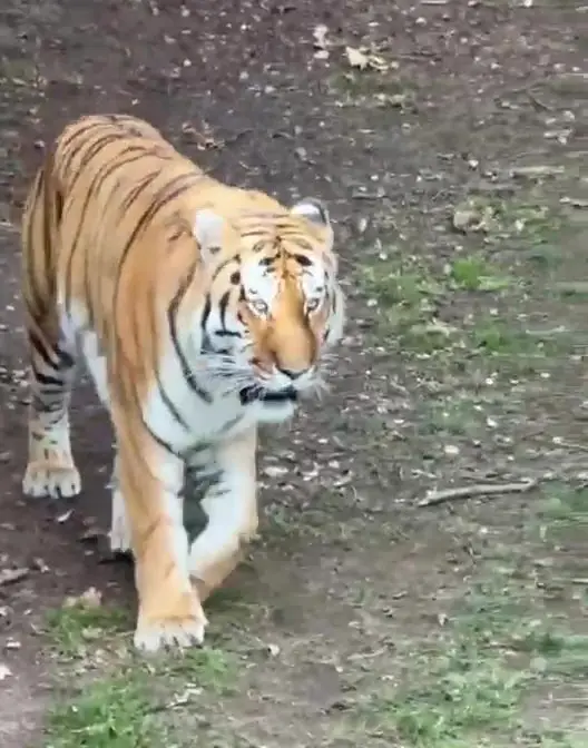 The tiger was not injured during the horror incident that unfolded on Saturday (SWNS)