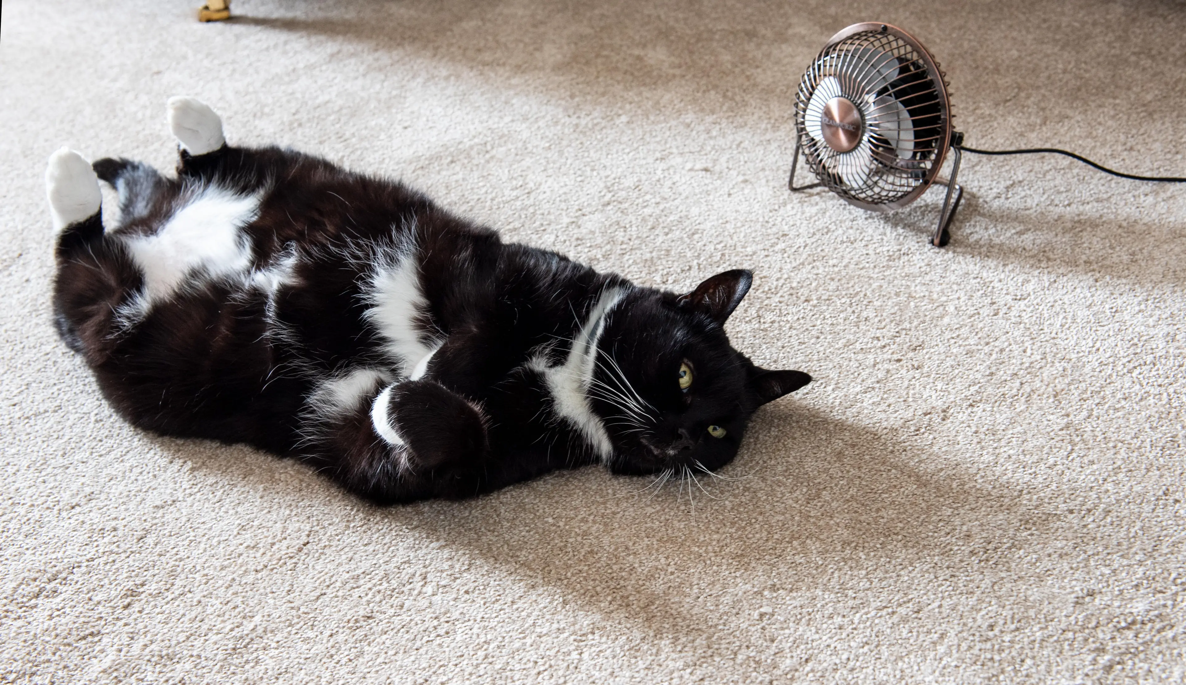 Despite the rising energy bills the UK is facing, Green resolved a fan 'comes at a price that the majority of people will be willing to pay' for the sake of staying cold.