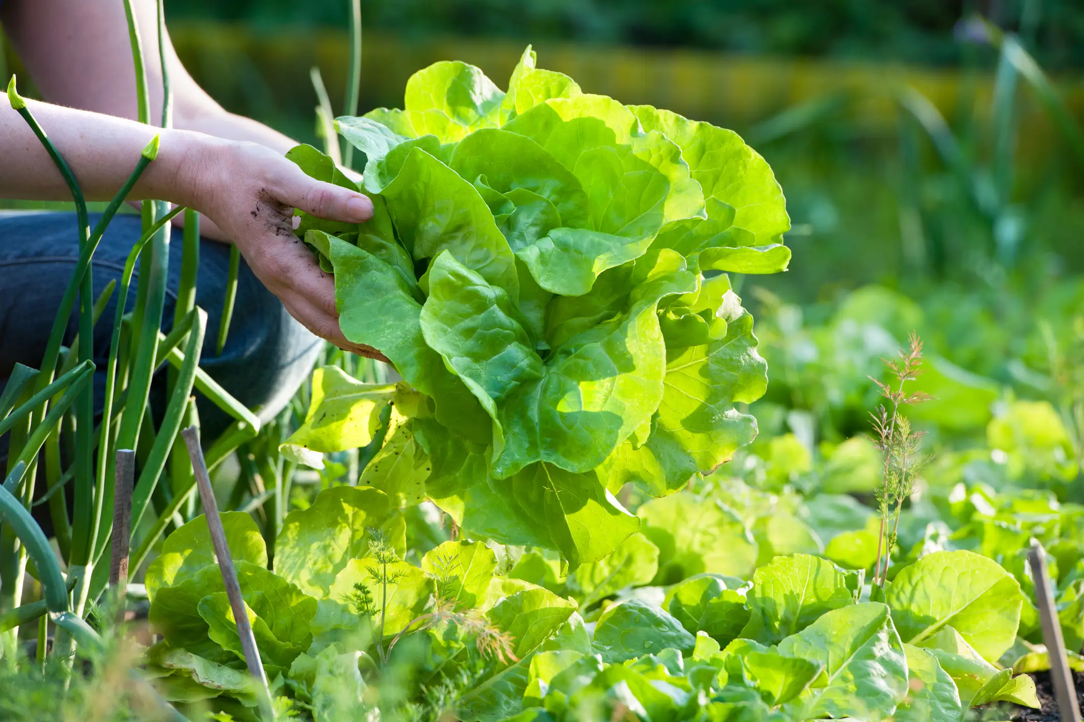 Shredded iceberg lettuce has been identified as a potential source of contamination (Getty Stock Images)