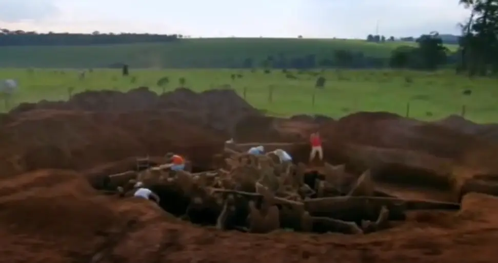 The remarkable structure (Ants! Natures Secret Power)