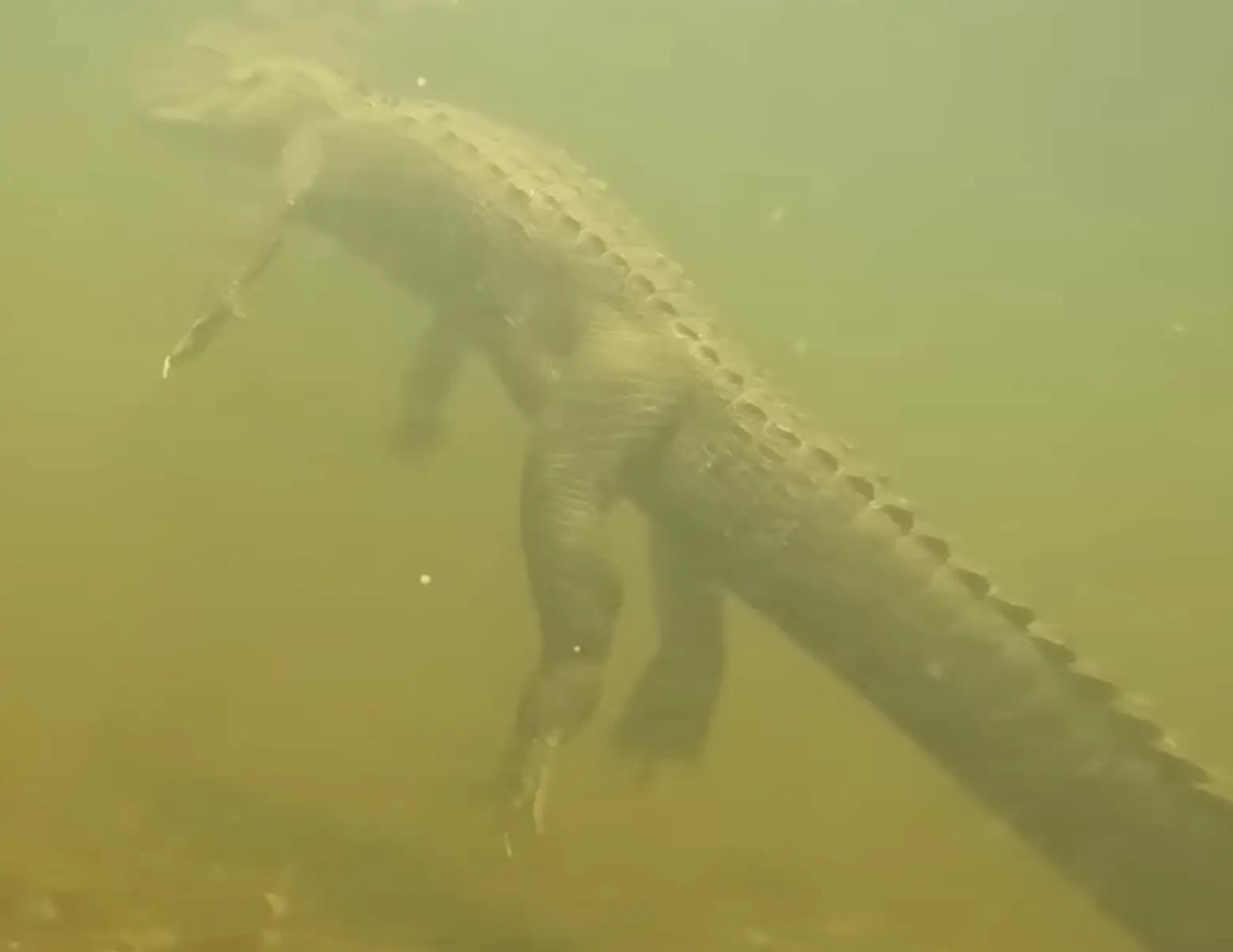Those gators have longer legs than you'd expect. (YouTube / AnglerUp with Brant)