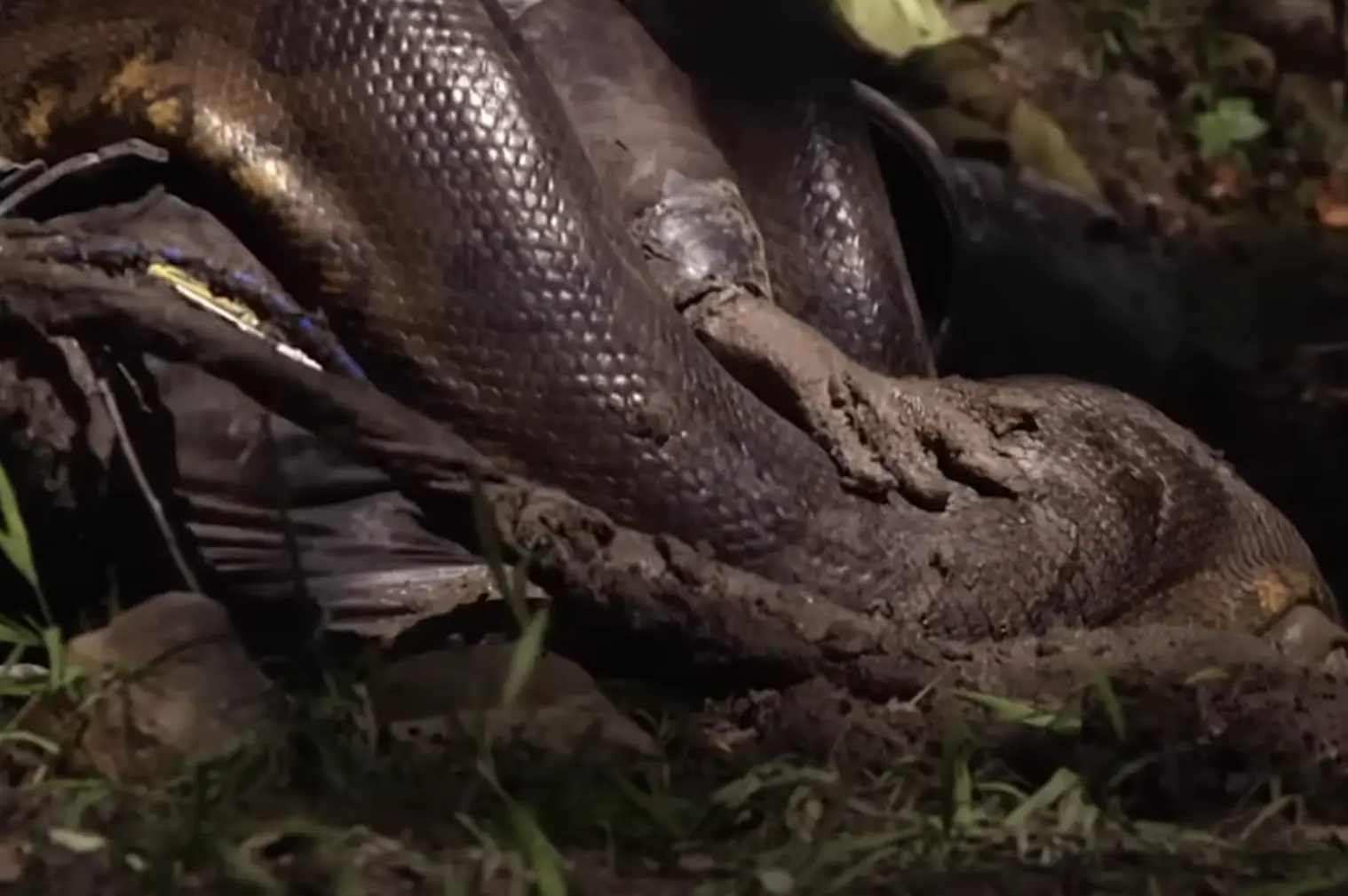 He had to call it a day after the snake latched onto his head (Discovery Channel) 