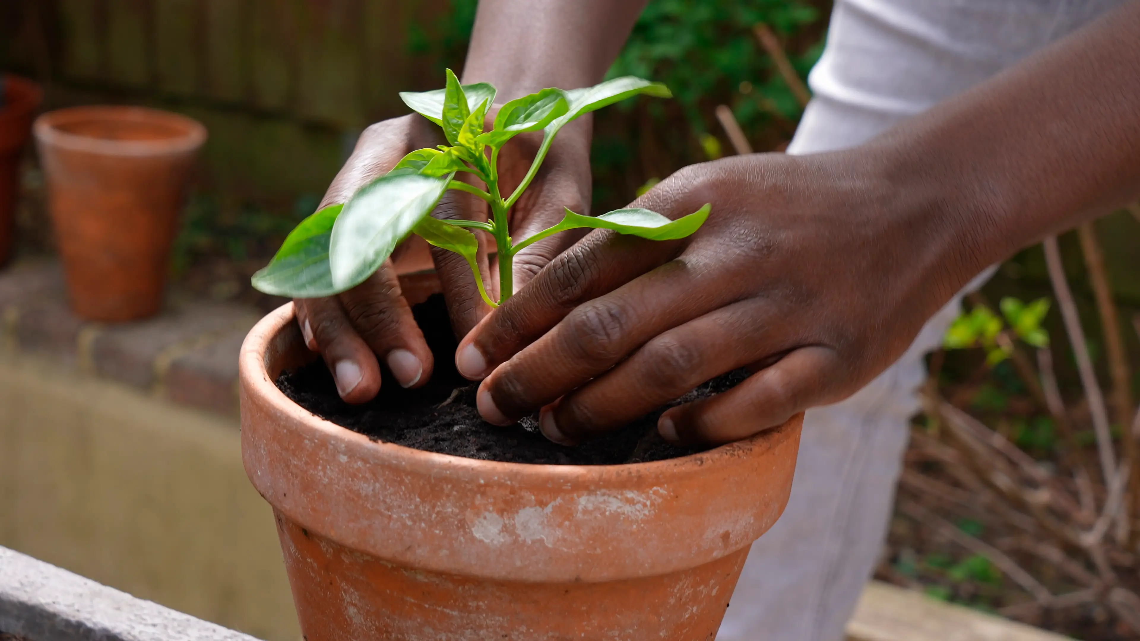 Tomato plants shriek when they're stressed, apparently.