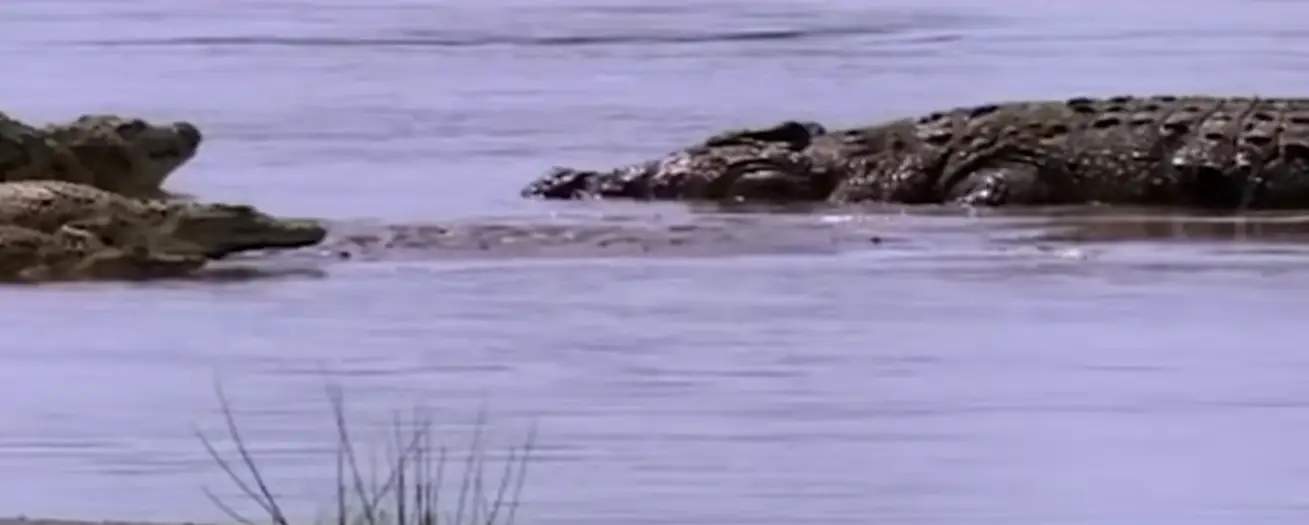 Reports say Gustave might be dead, but it hasn't been proven (YouTube/ MagellanTV)