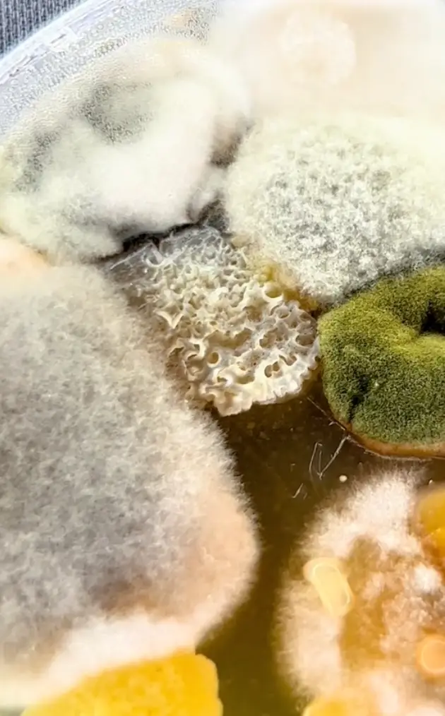 The floor popcorn was filled with bacteria and fungus.