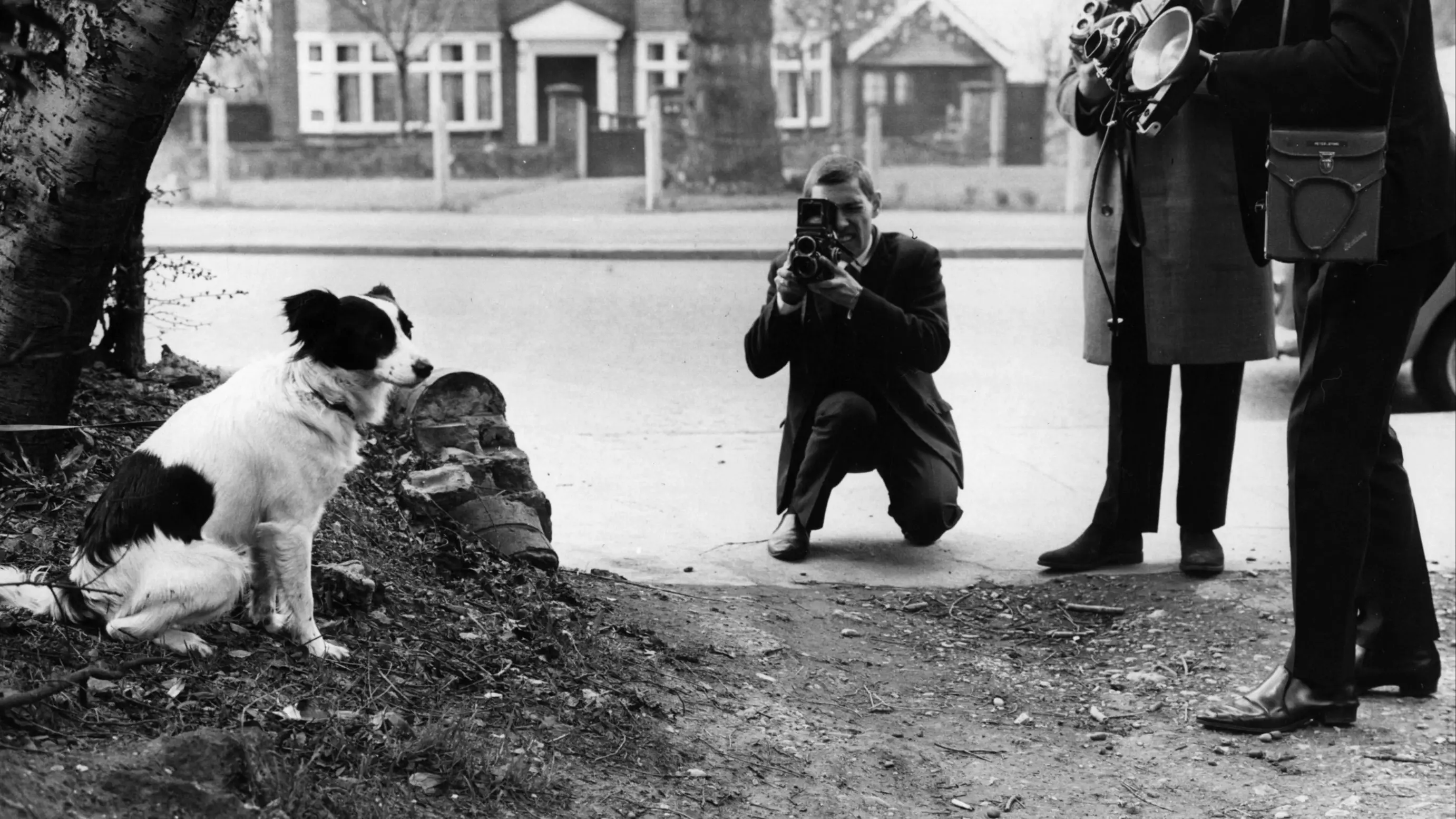 Pickles the Dog at the spot where he found the Jules Rimet Trophy. (Central Press/Getty Images)