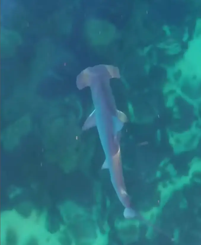 Just one of the many sharks David Alphonso has photographed with his drone.