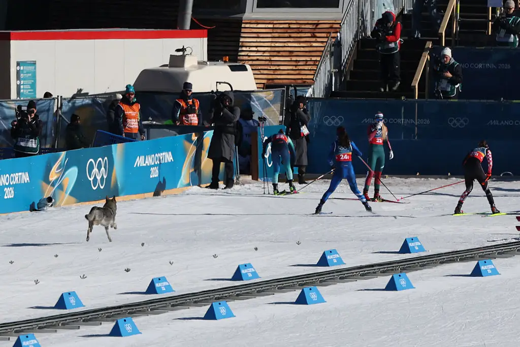 A ski expert warned that the dog 'could have been a disaster' (Anne-Christine POUJOULAT / AFP via Getty Images)