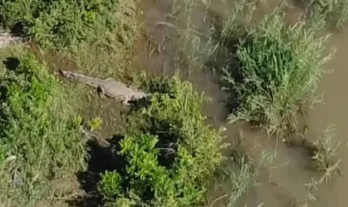Cops monitored the killer croc with drones and a helicopter before sending Potgieter to retrieve it (South African Police Service)