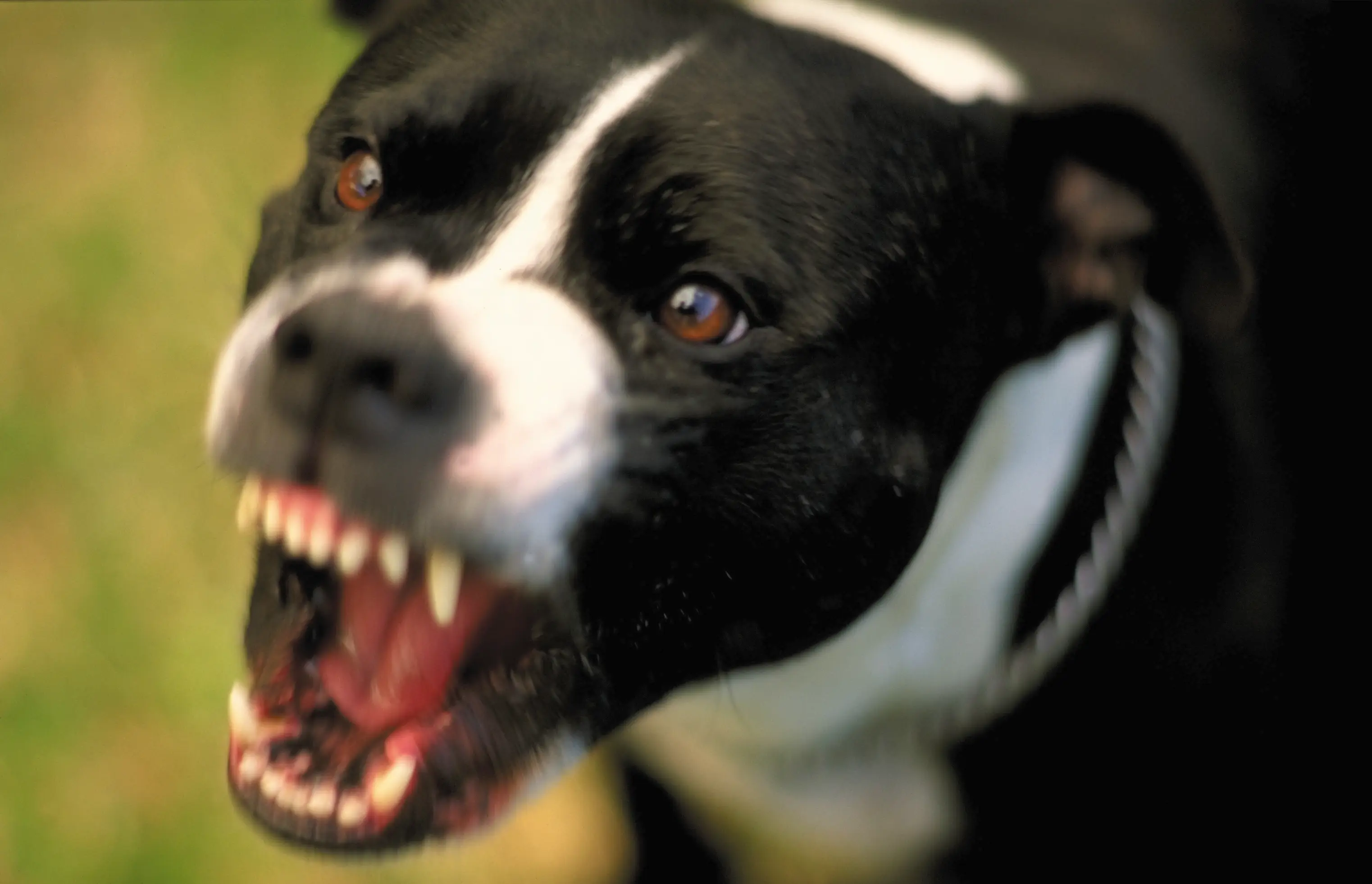 As hard as it is, it's important to stay as calm as possible when encountering an aggressive dog (Getty Stock Image)