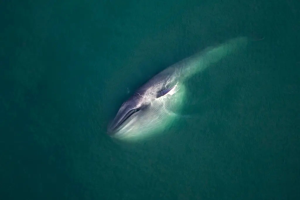 If blue whales go silent it could signal issues (Francois Gohier/Universal Images Group via Getty Images)