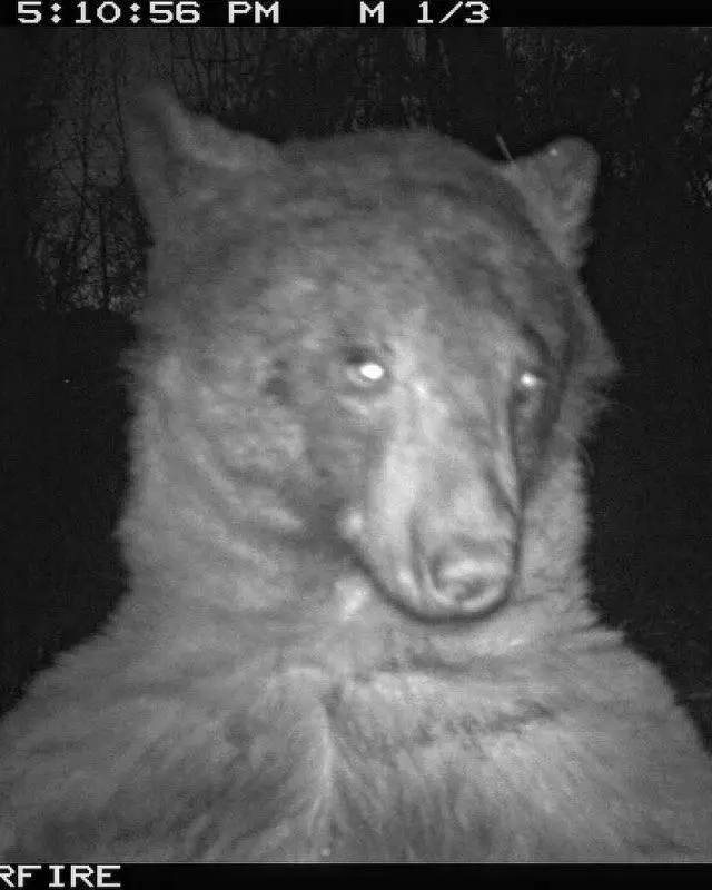 The black bear is certainly not shy of the camera.