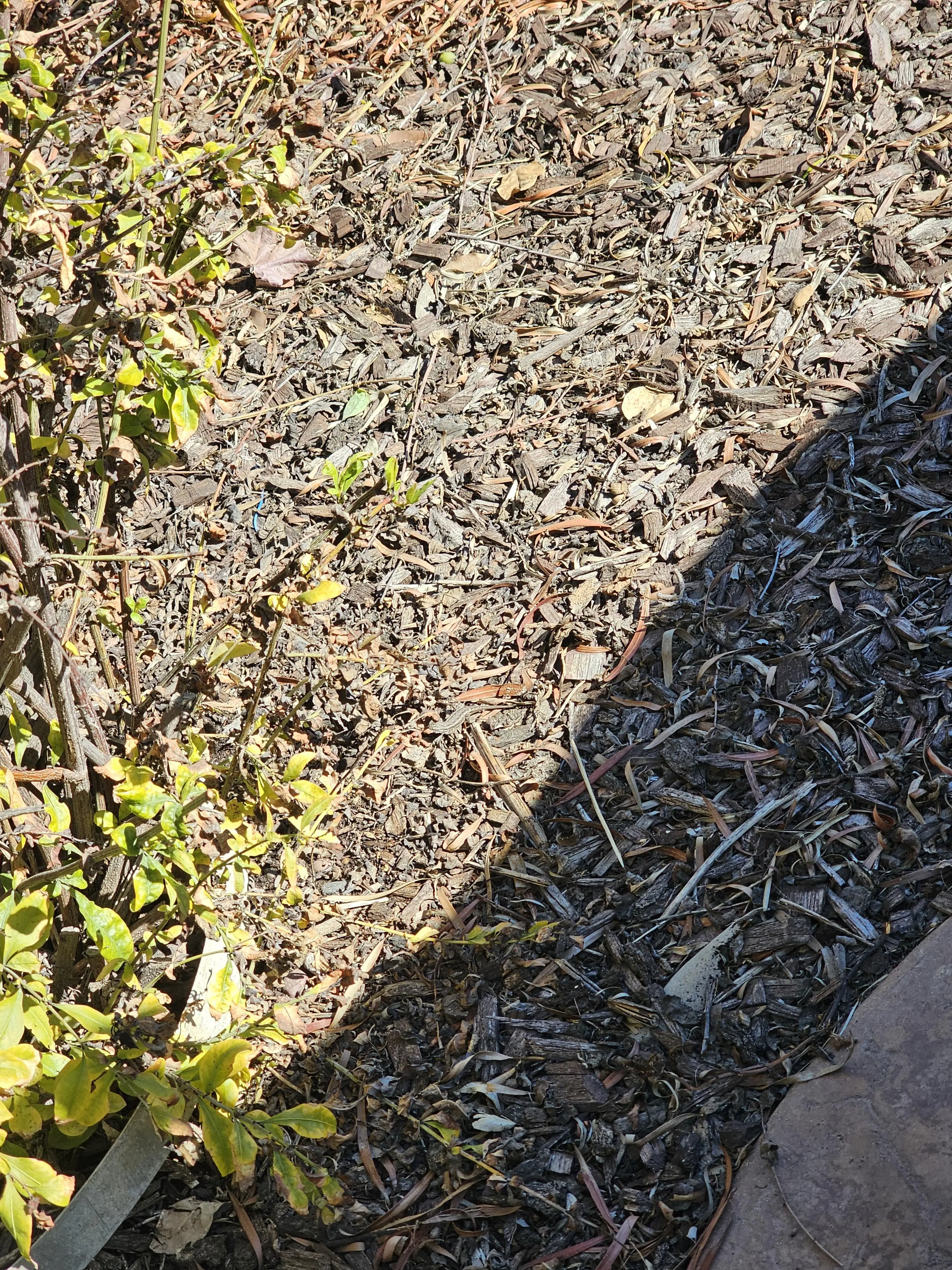 Can you spot the two little guys? (Reddit/u/jumpthewallstreet)