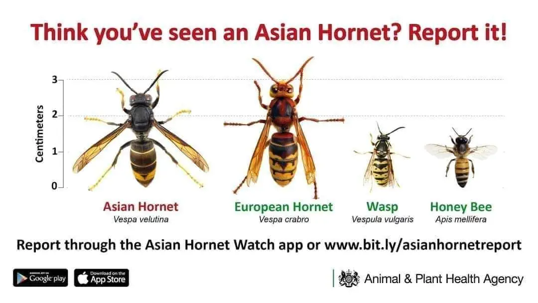 Asian hornets pose no greater health risk than our native hornets. (gov.uk)
