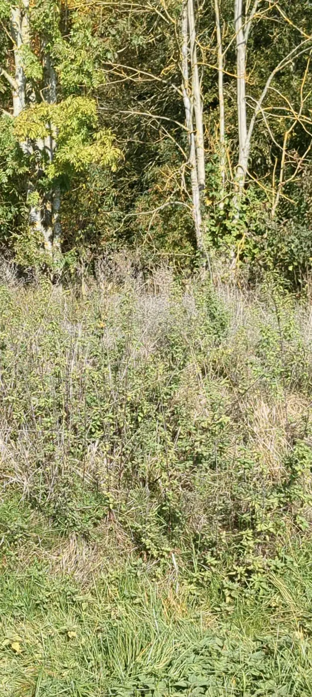 Can you see it? (Reddit/maikyw89)