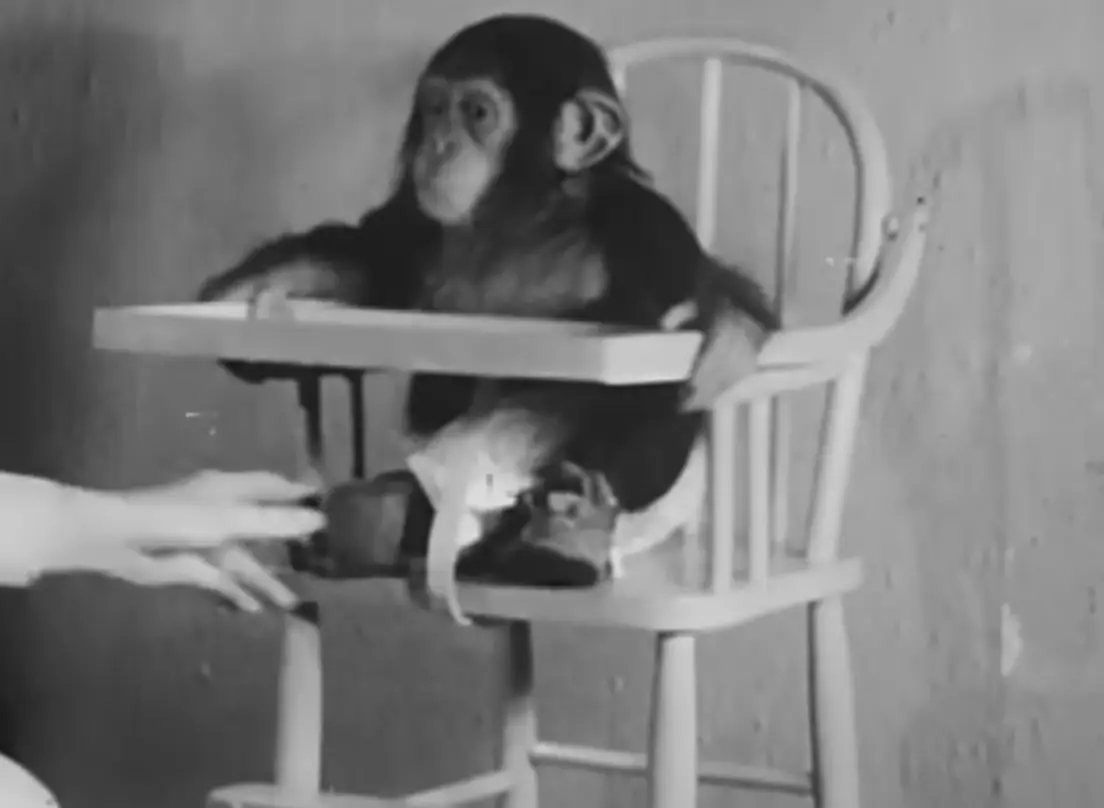 Gua sadly died at the age of three (YouTube/AV Geeks)