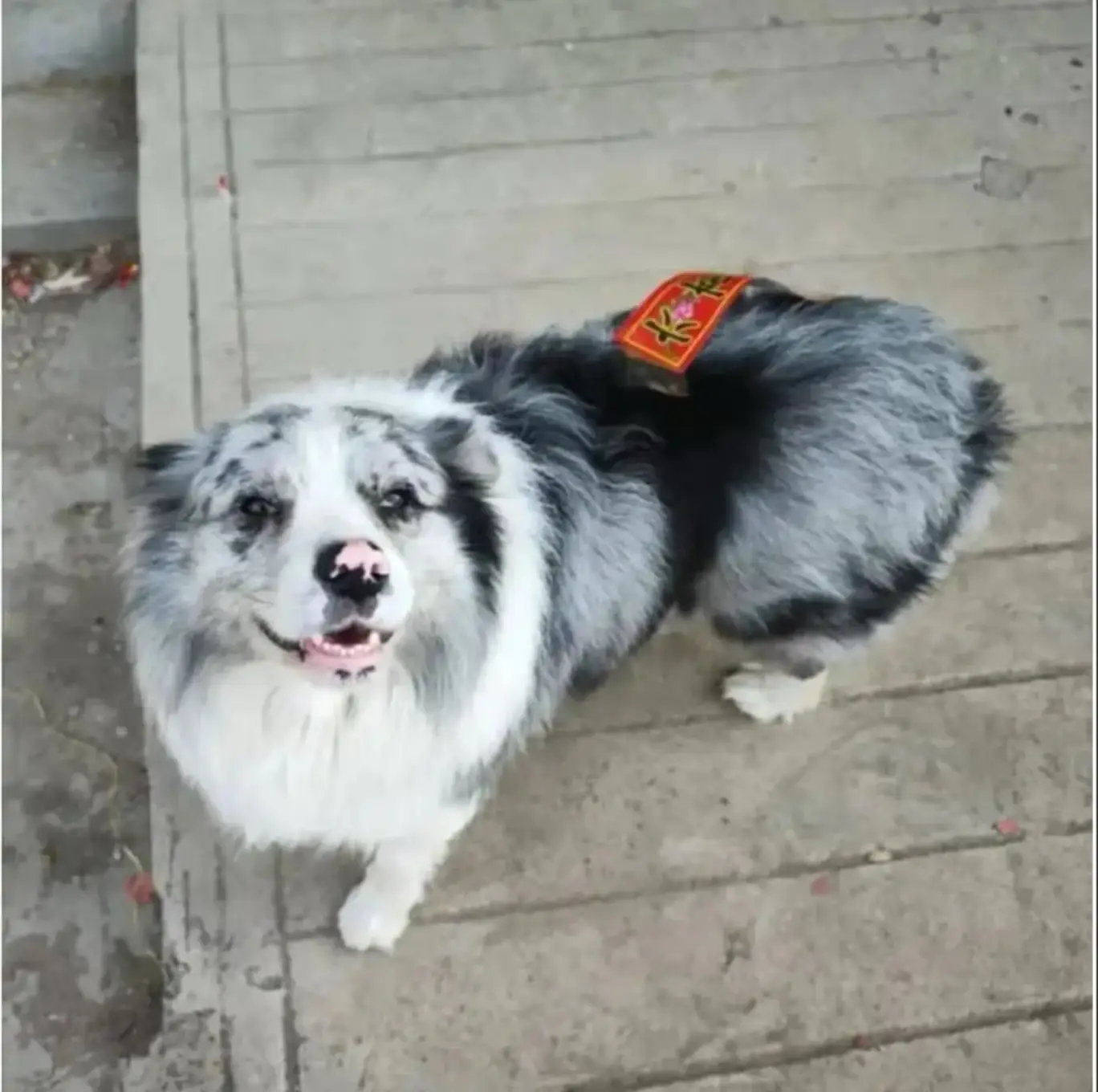 The pet vanished on 11 May, allegedly stolen from Guo's parents home(Douyin)