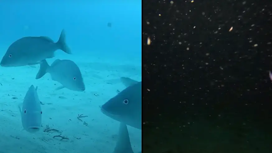 Man drops GoPro in the ocean and now people are 'terrified'