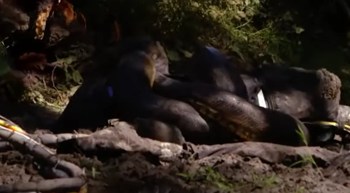 He tapped out, despite trying to push on with the stunt. (Discovery Channel)