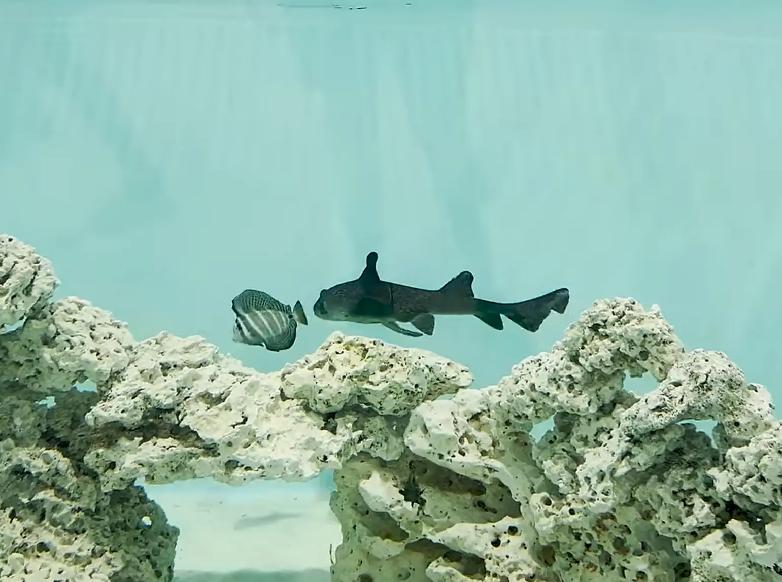Don't worry, the shark isn't eating the fish. Unfortunately it didn't seem to want to eat anything in the video (YouTube/The Fish Guys)