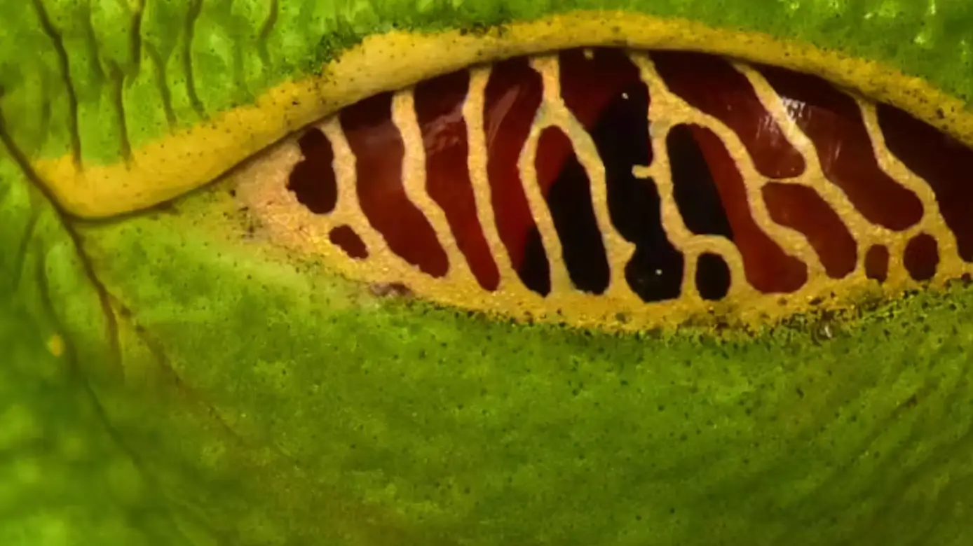 Conservation International/Trond Larsen