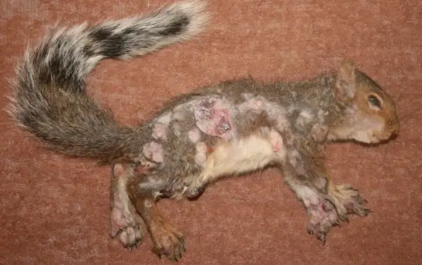 Sometimes the disease can be fatal, poor things (Wild Things Sanctuary)