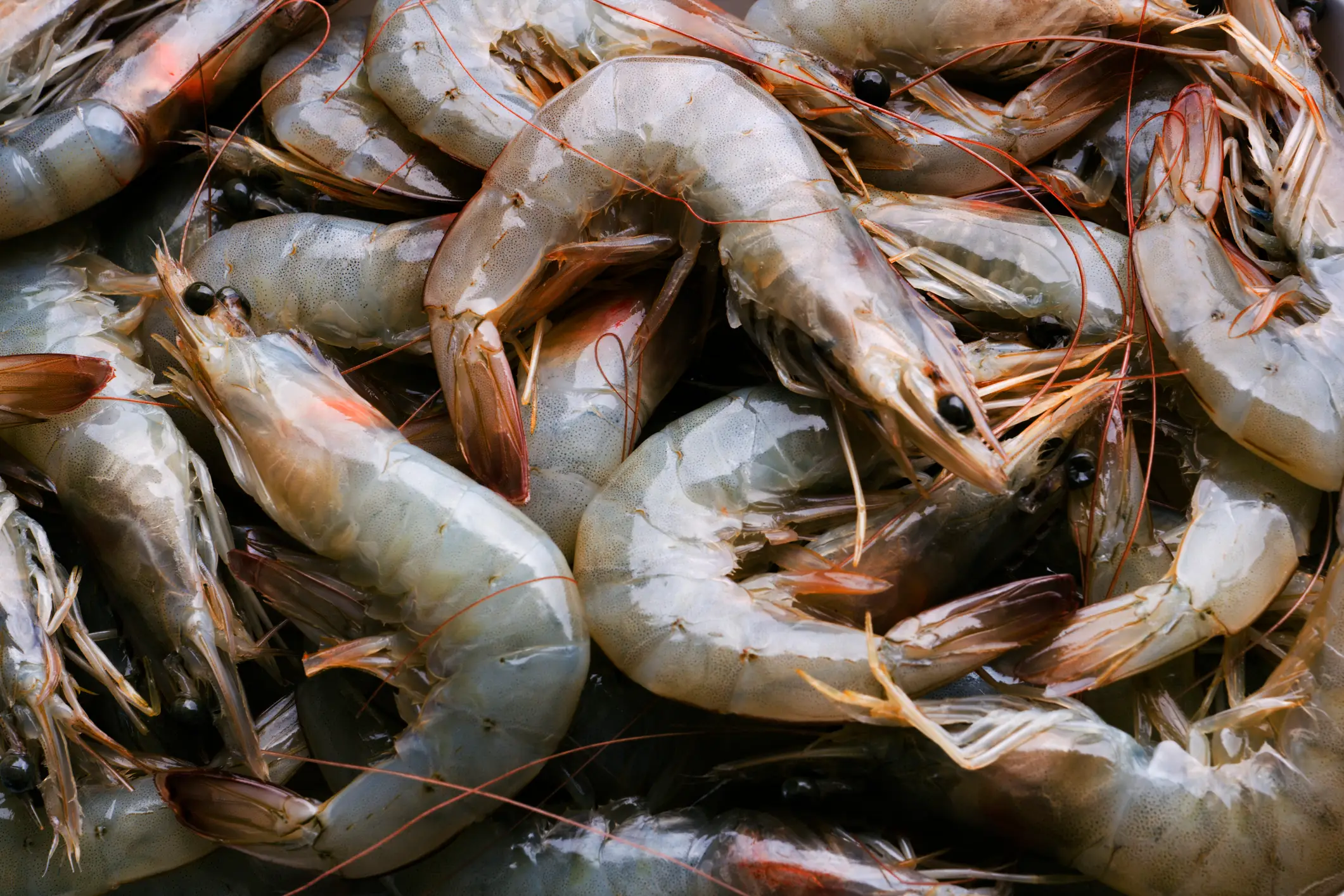 Who knew shrimps could cause such chaos (Getty Stock Images)