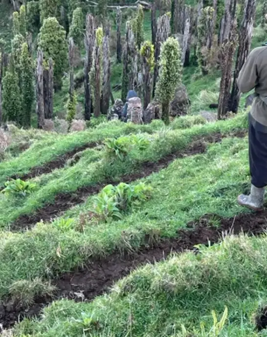 Phillips and his three kids may have been spotted in a video taken by a mountain hunter earlier this month (John McOviney)