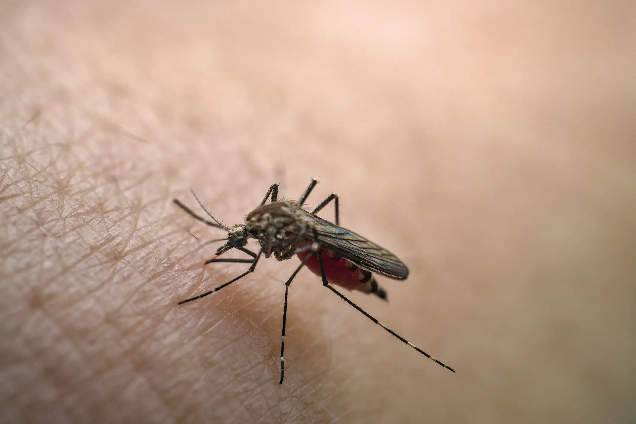 The virus is spread through infected mosquitos and cannot pass from human-to-human (Getty Stock Images)