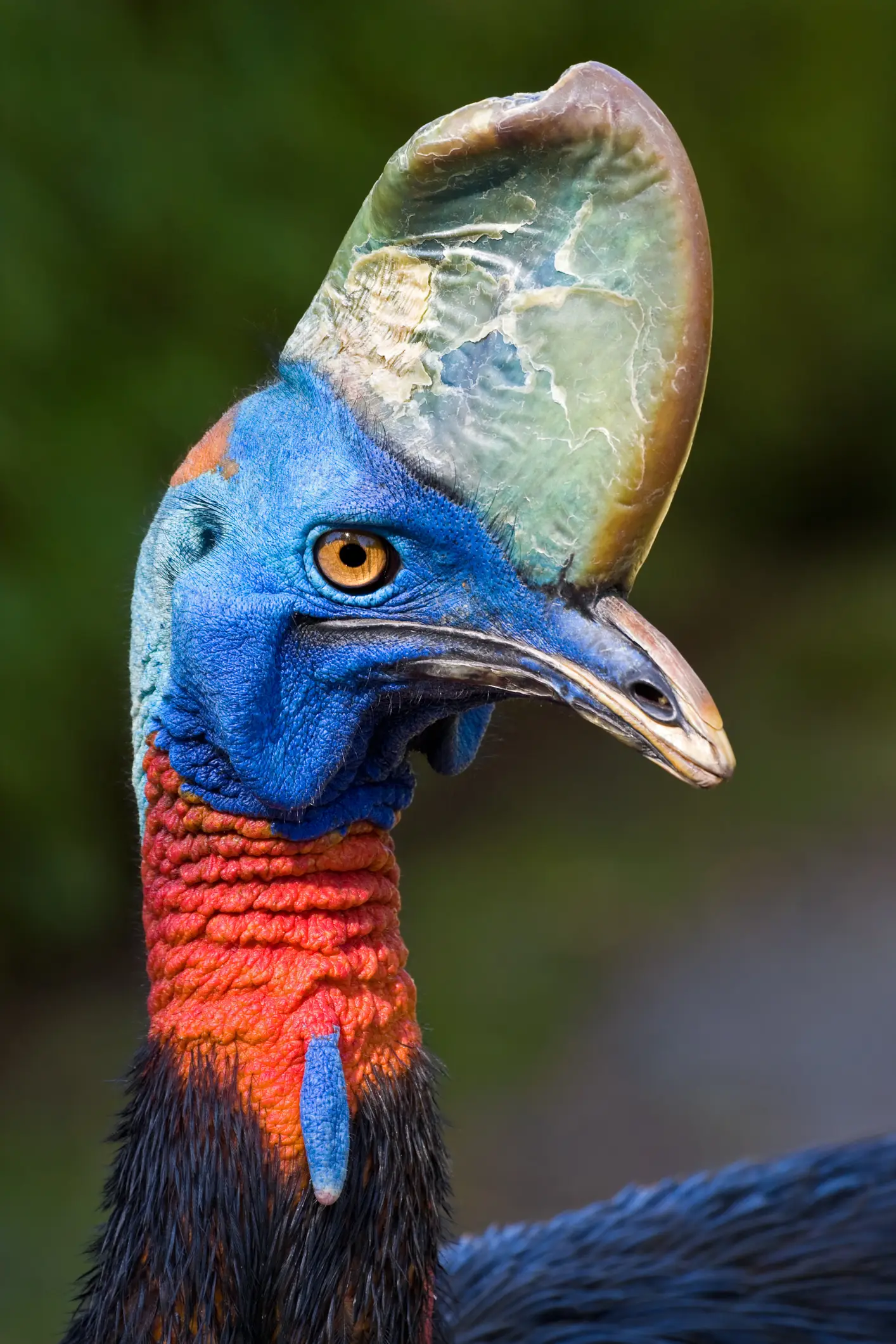 The large exotic bird with knife-like claws can stand up to six feet tall and weigh more than 100 pounds (Getty Stock Images)