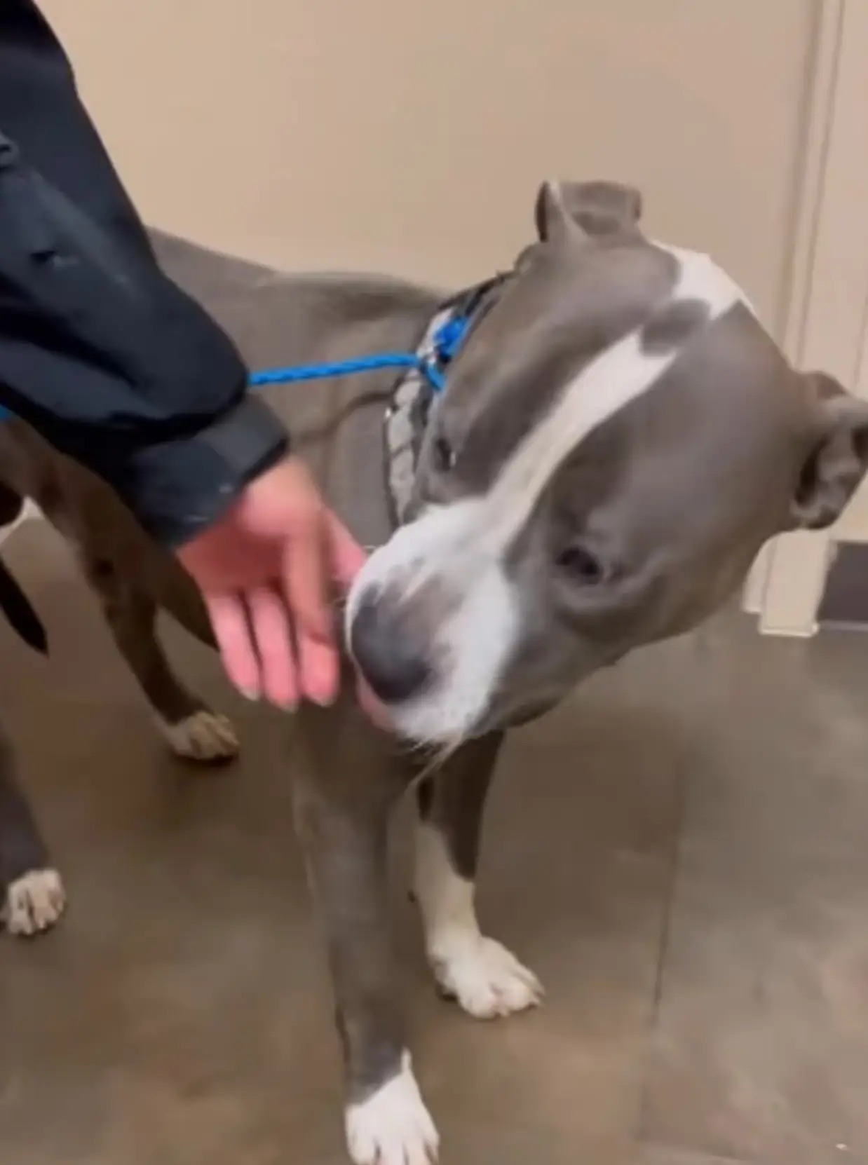 The supposedly good-natured dog had bitten two shelter workers (County Clayton Animal Control)
