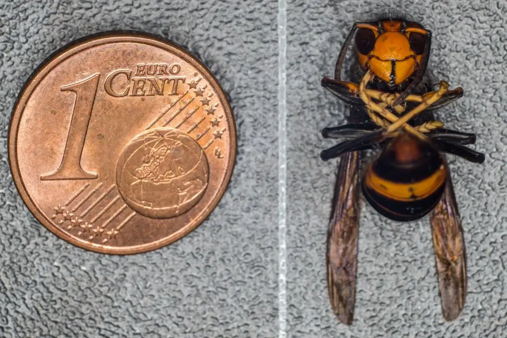 Average size of Asian Hornet Wasp. (GUILLAUME SOUVANT/AFP via Getty Images)