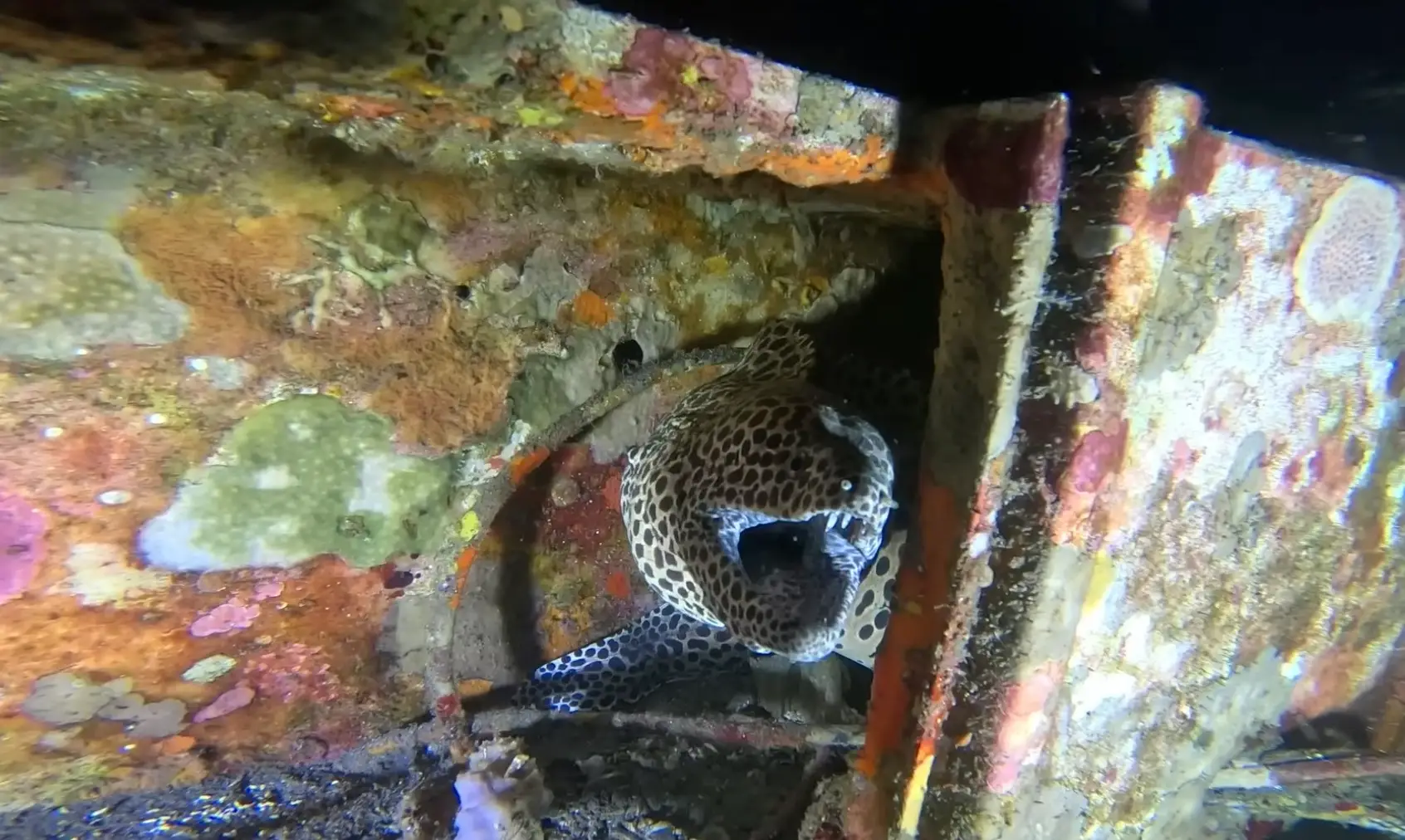 People were left stunned when a honeycomb moray eel emerged from the wreckage (YouTube/barnydillarstone)