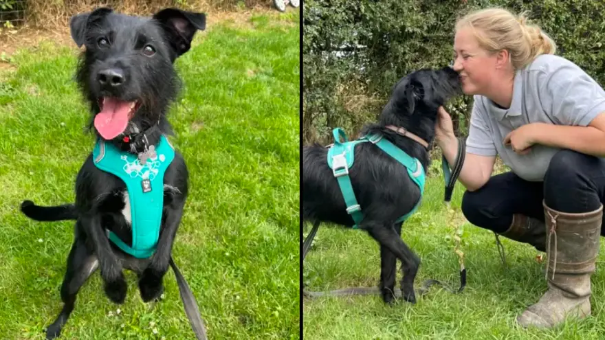 Facebook/Lucie's Animal Rescue