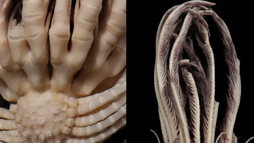 McLaughlin, Wilson and Rouse