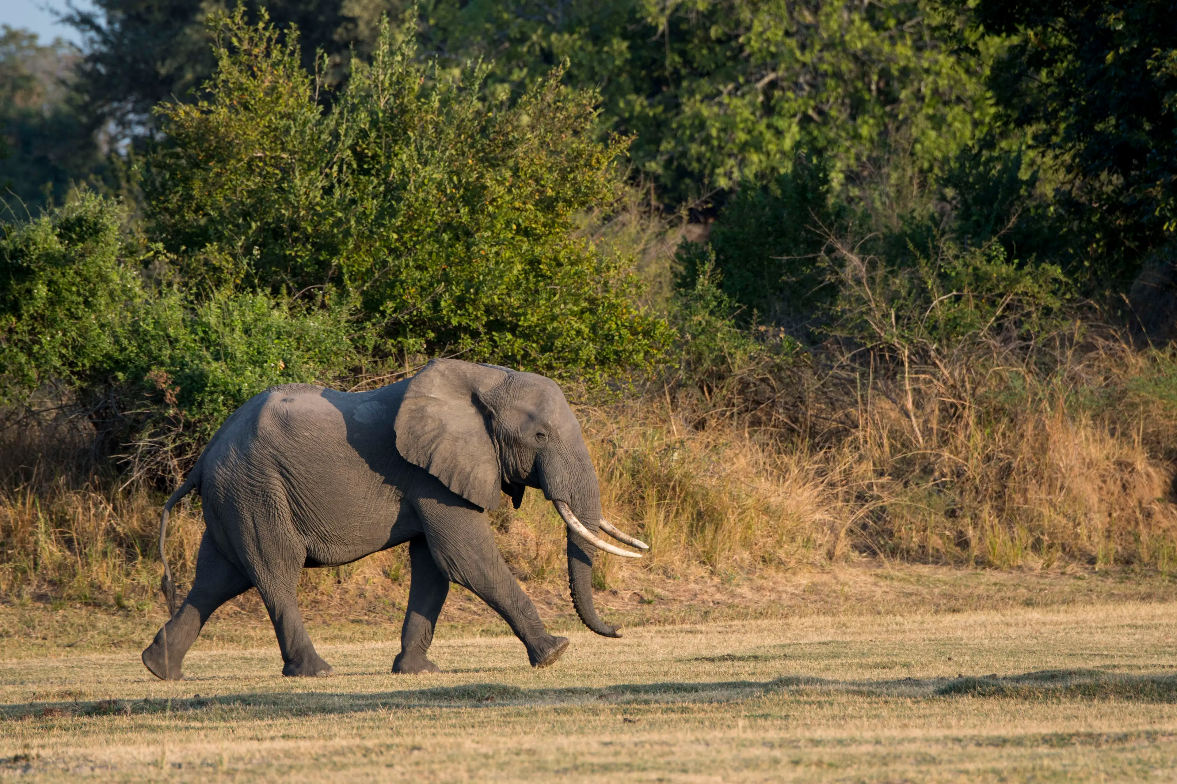 South Luangwa National Park is a popular safari location. (Wolfgang Kaehler/LightRocket via Getty Images)