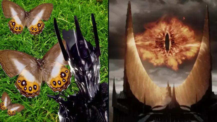 This is one bug to rule them all as scientists name new butterfly after Lord of the Rings villain