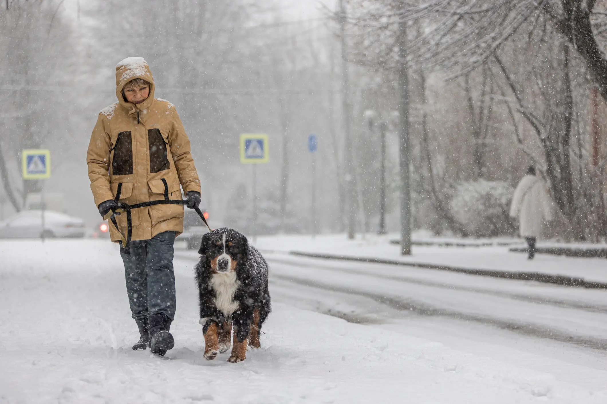 Walking your dog in colder temperatures can be dangerous depending on the breed (Getty Stock Images) 