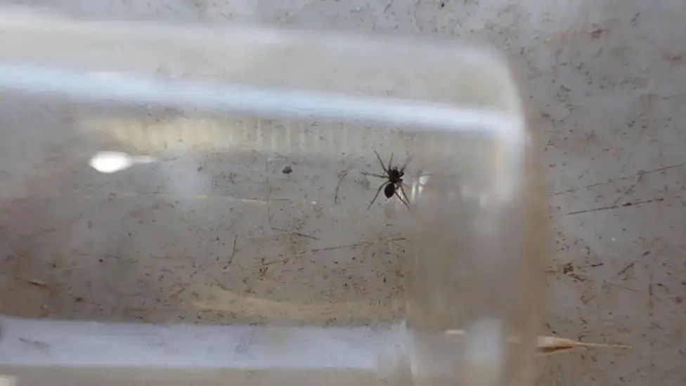 The tiny white knuckled wolf spider (National Trust / Graeme Lyons)