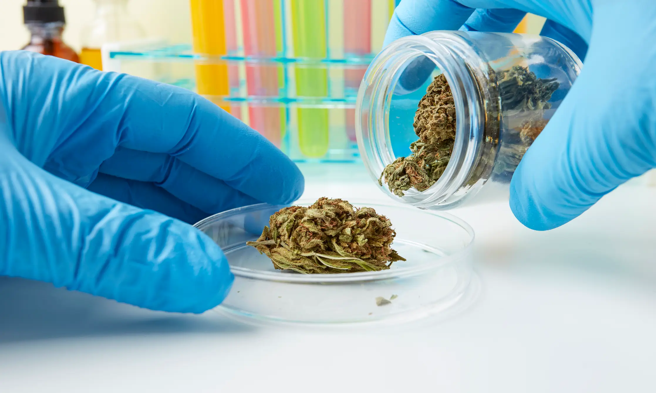 Over four million Americans are registered medical cannabis patients, as of 2026 (Getty Stock Images)