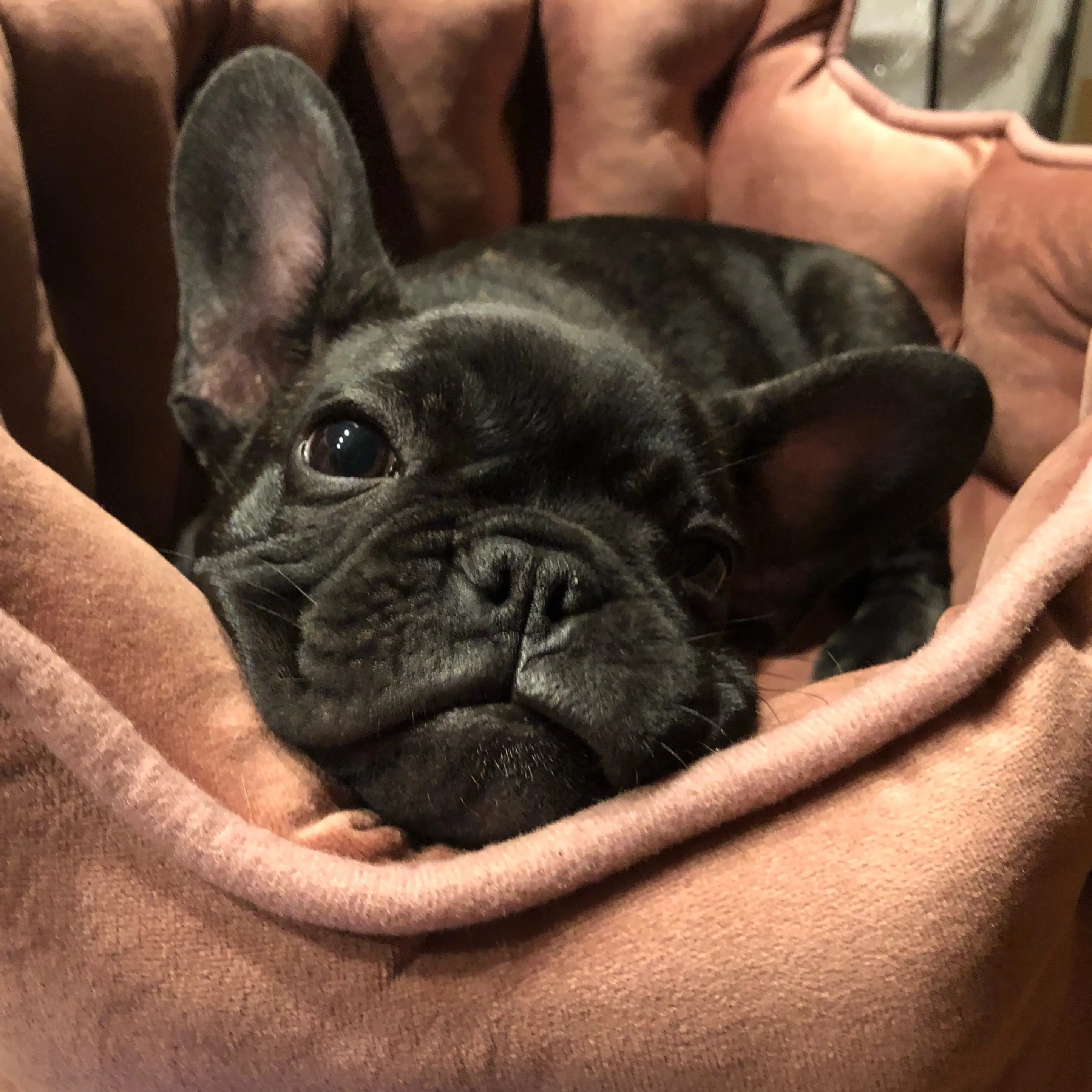 Cassie had shown signs of making a recovery before sadly passing away (GoFundMe)