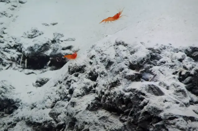 Certain organisms, such as these shrimp, will use the environment to their advantage (YouTube/OceanX)