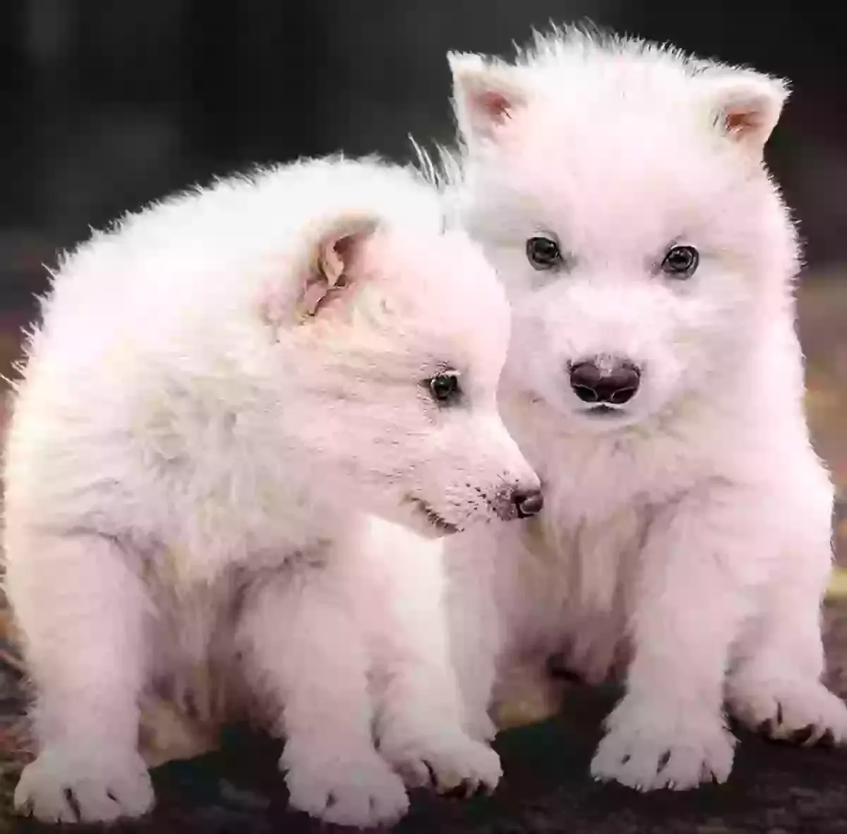 Colossal brought back dire wolves earlier this year (Colossal Biosciences)