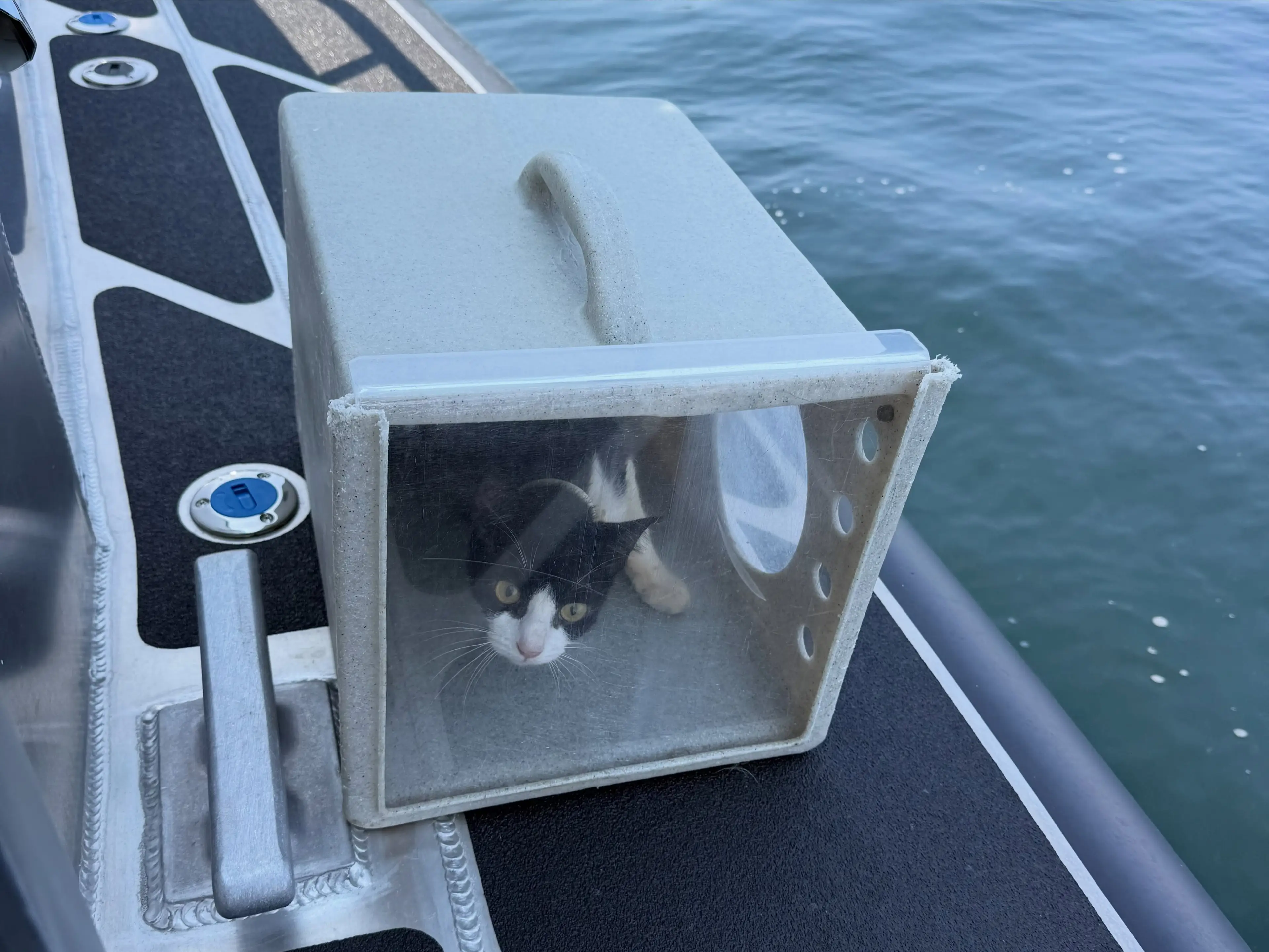 The cats were eventually rescued (Tacoma Police)