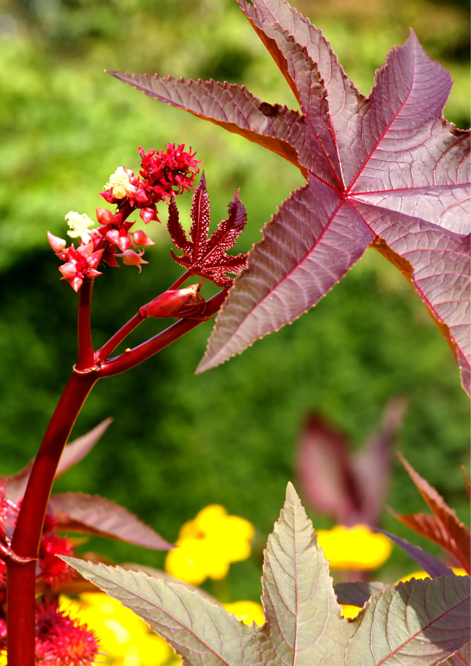 The plant can be highly toxic.