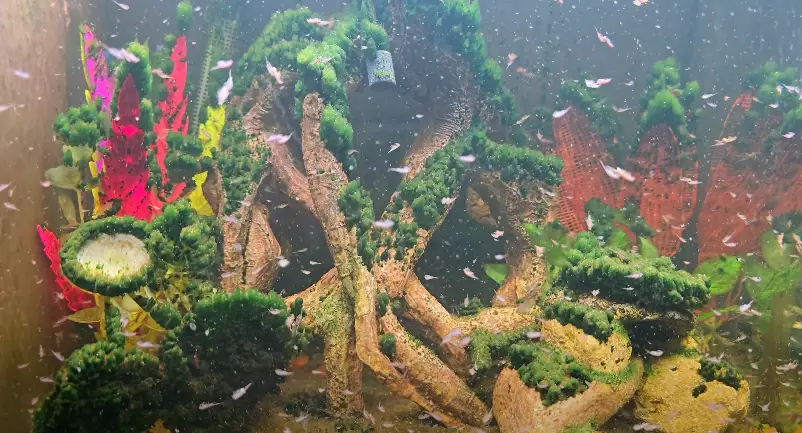 Jon has the 'world's largest Sea-Monkey colony' (YouTube/Sea-Monkey Dude)