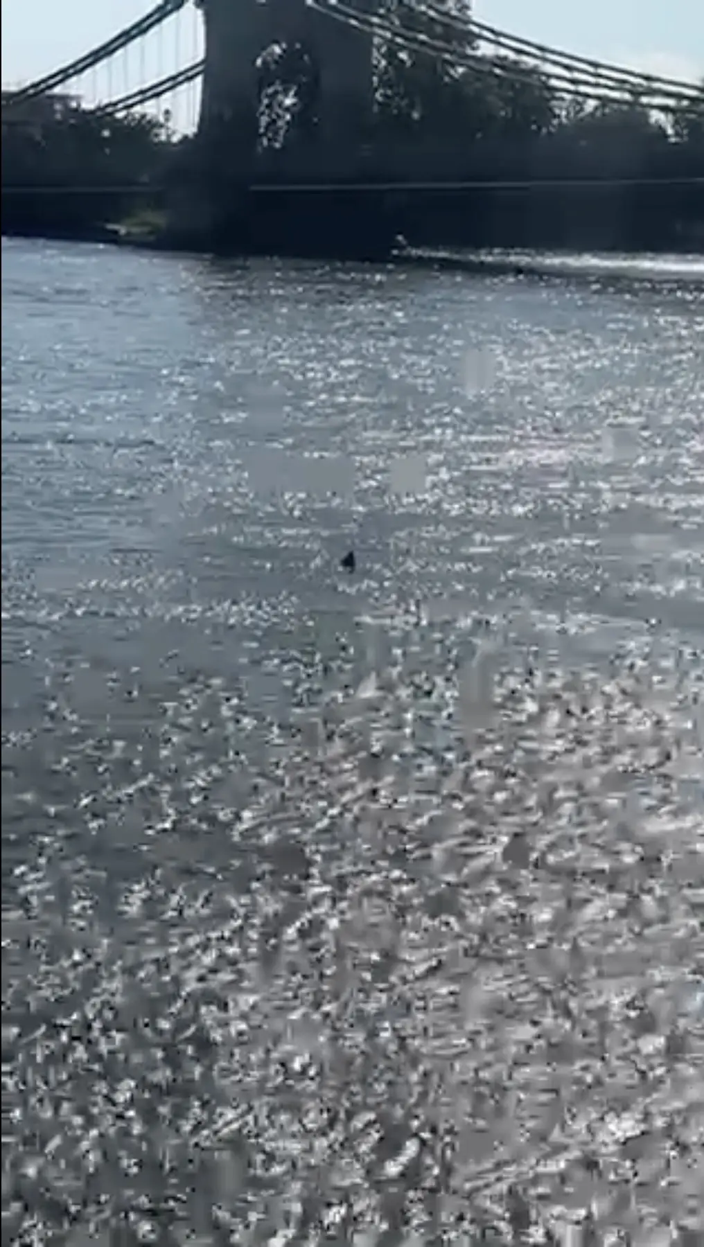 Charlotte did not expect to see a shark in the Thames. (Jam Press)