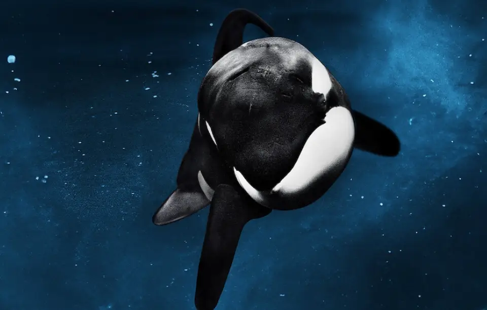 Blackfish highly controversy (Magnolia Pictures)