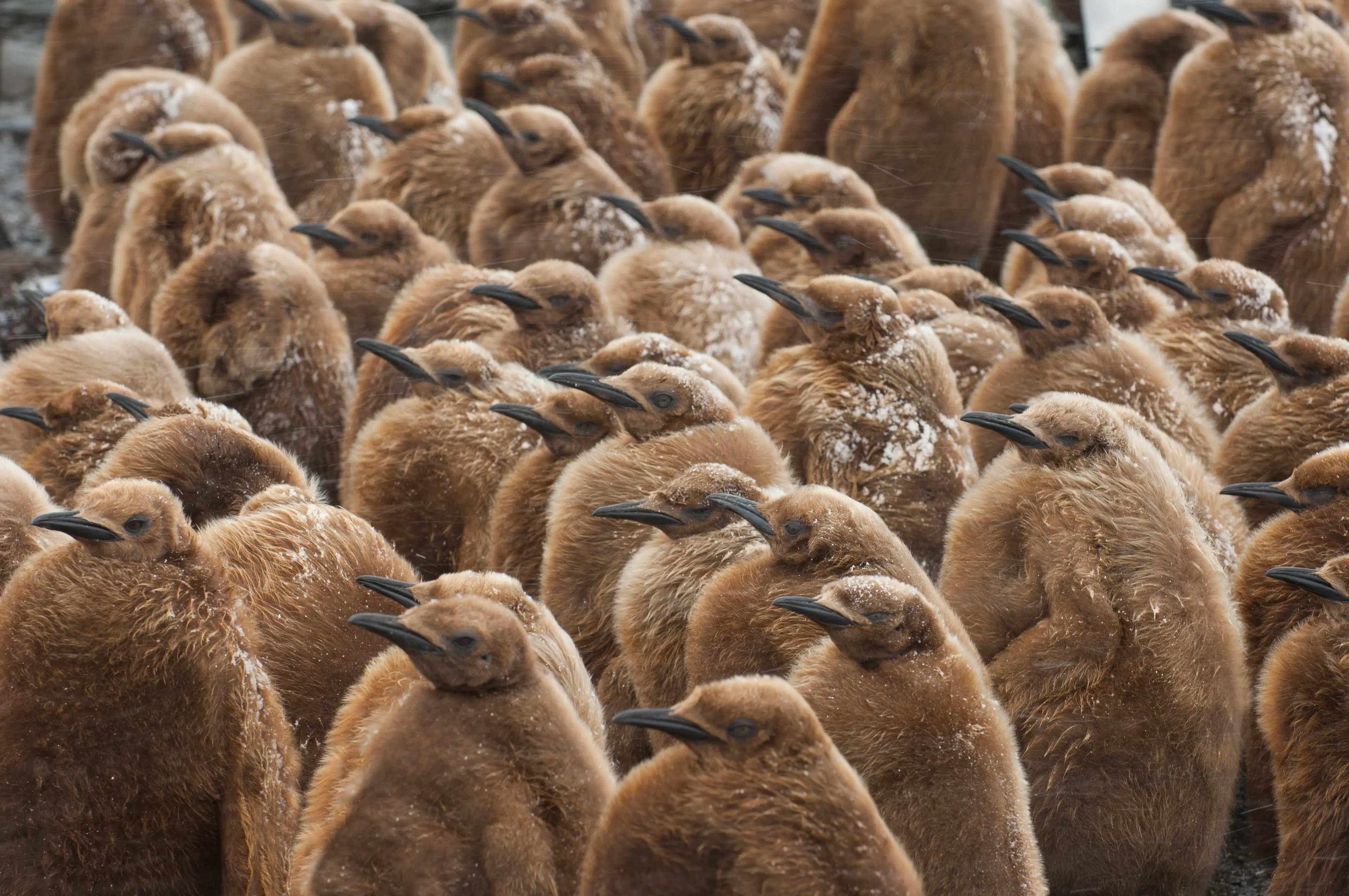 Penguin chicks after being born on South Georgia Island (Wolfgang Kaehler/LightRocket via Getty Images)
