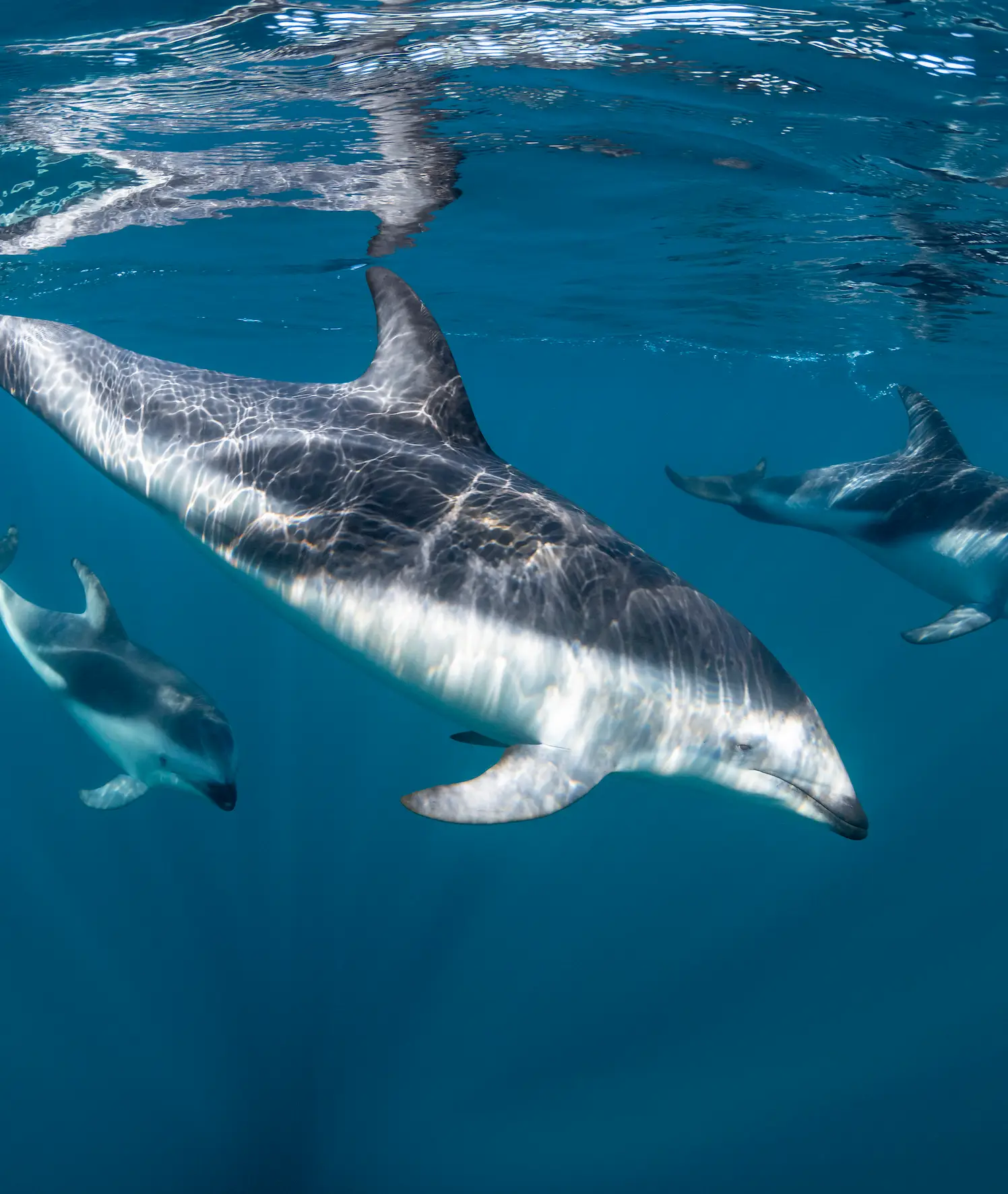 More people have now been educated on how to correctly behave around dolphins (Getty/wildestanimal)